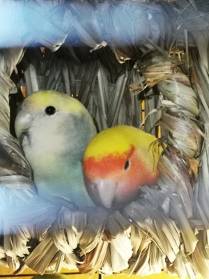 Rosenköpfchen   Pfirsichköpfchen   Agapornis 