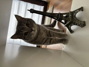 Britisch Kurzhaar- Mix Kätzchen abzugeben 