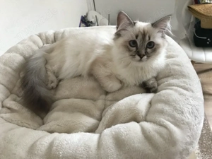 Heilige Birma 4 Jahre alt