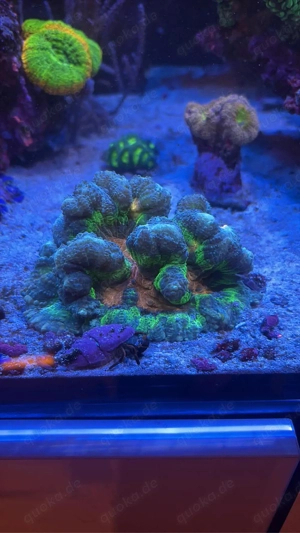    Wunderschöne Symphyllia   ca. 15 cm   gesund & kräftig gewachsen