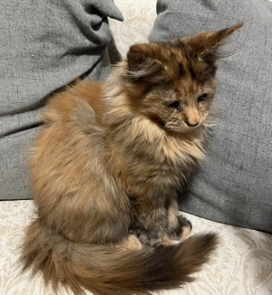 Areti Maine Coon  Bild 2