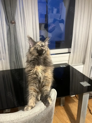 Areti Maine Coon  Bild 3