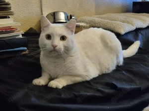 Guerro - ein schnurrender hübscher weißer Kater sucht seine Kuschelfamilie