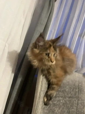 Areti Maine Coon  Bild 4