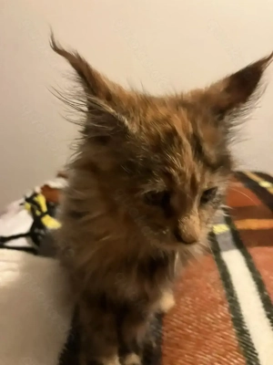 Areti Maine Coon  Bild 7