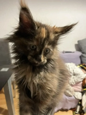 Areti Maine Coon  Bild 8