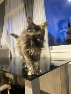 Areti Maine Coon  Bild 6