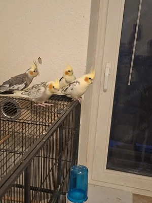 Nymphensittichen zu verkaufen 