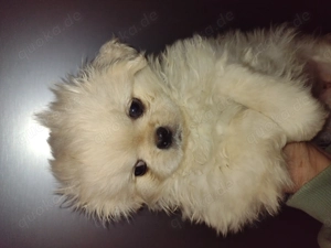 Welpen 3 PekiMädchen 8 Wochen alt jetzt an eine neue freundlichen Besitzer abzugeben 