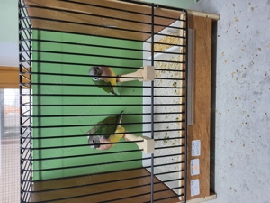 Gouldamadinen aus 2025 Rotkopf Wildfarben, Rotkopf weisbrust Mutation