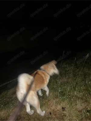 Olivia sucht ein neues Zuhause