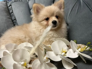 Pomeraner zwergspitz Rüde  Bild 2