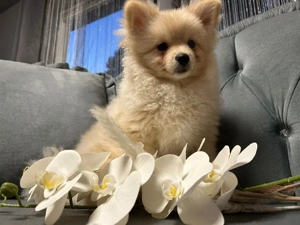 pomeraner zwergspitz Rüde 