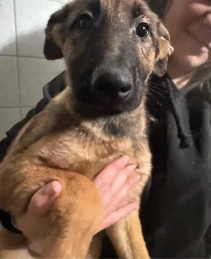 Schäferhundwelpen mix 