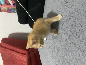 Babykatzen mischling tonkanesen