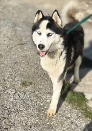 Husky-Mix  Samba  - nordische Schönheit mit blauen Augen 