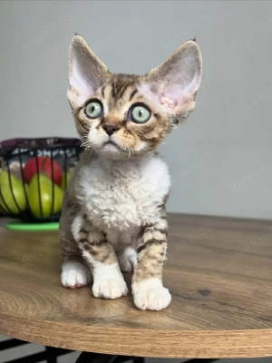 Reinrassige Devon Rex-Kätzchen suchen ein neues Zuhause