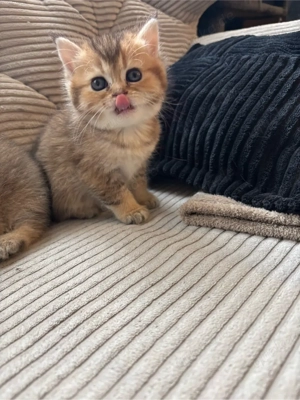 Britisch Kurzhaar Gold Shaded Kätzchen   