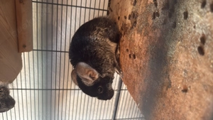 Chinchilla Männchen 3 Jahre alt