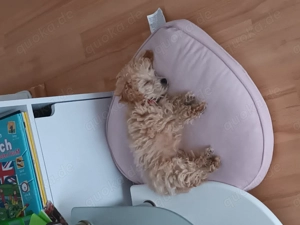 Umständehalber süßen Zwerg   Toypudel Welpen in apricot zu verkaufen 