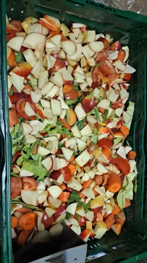 Löwenkopfkaninchen   Zwergkaninchen Bild 6