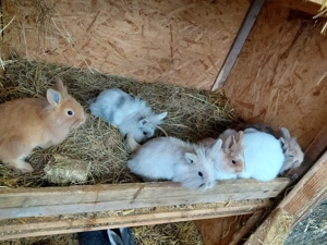 Löwenkopfkaninchen   Zwergkaninchen Bild 2