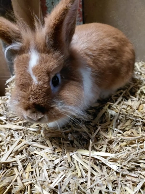 Löwenkopfkaninchen   Zwergkaninchen Bild 3