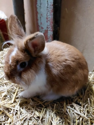 Löwenkopfkaninchen   Zwergkaninchen Bild 5