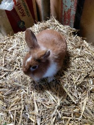 Löwenkopfkaninchen   Zwergkaninchen Bild 4