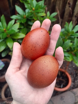 EasterEgger Buntleger hühner Marans Grünleger Bruteier  Bild 2