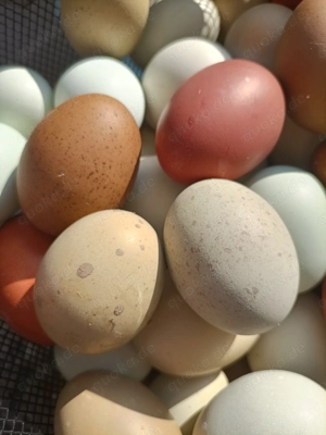 EasterEgger Buntleger hühner Marans Grünleger Bruteier  Bild 4
