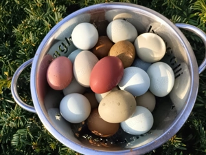 EasterEgger Buntleger hühner Marans Grünleger Bruteier  Bild 6