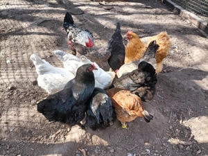 EasterEgger Buntleger hühner Marans Grünleger Bruteier  Bild 5