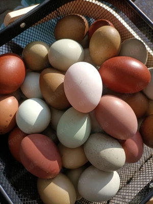 EasterEgger Buntleger hühner Marans Grünleger Bruteier  Bild 7