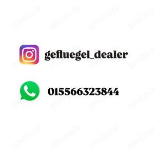 EasterEgger Buntleger hühner Marans Grünleger Bruteier  Bild 8