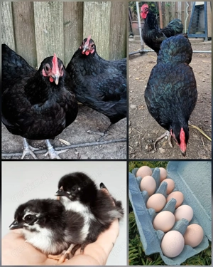 Zwerg Australorps Bruteier schwarz Hühner Zwerghühner 