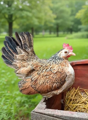 Serama herburgshühner Zwerghühner Bruteier hühner Bild 5