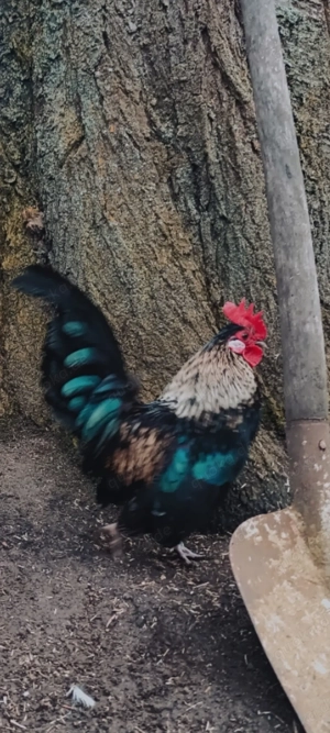 Serama herburgshühner Zwerghühner Bruteier hühner Bild 4