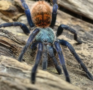 Vogelspinnen abzugeben