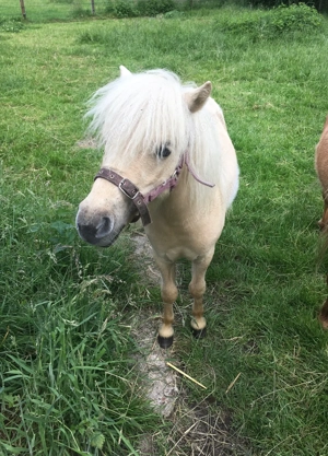 Mini Shetland Wallach, 5 Jahre, Palomino, Stockmaß ca. 77 cm