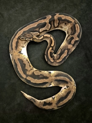 1.0 Piebald 100% het Ultramel NZ.23 - Königspython Python regius