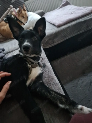 Kurzhaar Border Collie