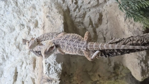 Bartagamen Nachzuchten 