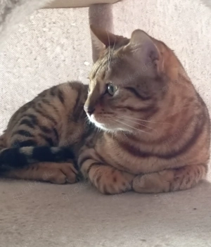 Bengal Kater , Katze
