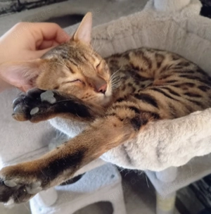 Bengal Kater , Katze
