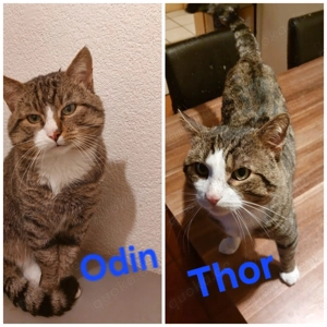 2 Kater europäisch Kurzhaar