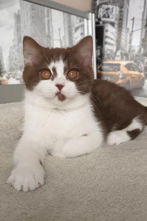 Ich bin Unikum, ein schokoladenbrauner zweifarbiger Britisch Kurzhaar-Rüde