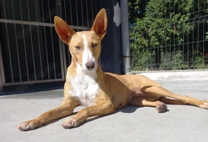 CILLY   , die tapfere Kämpferin