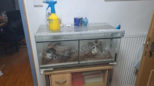 Große Vogelspinnengruppe - mit Terrarium.