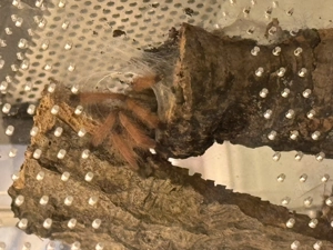 Suche Spinnenwürfel  Mini Terrarien